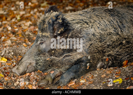 Schlafende Wildschwein Stockfoto