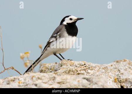 männliche Bachstelze thront auf einem Felsen Stockfoto