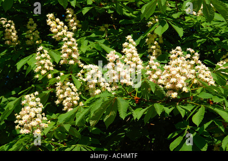 Blühende Rosskastanie Aesculus hippocastanum Stockfoto