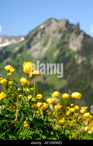 Globeflower Trollblume Europaeus Schweiz Stockfoto