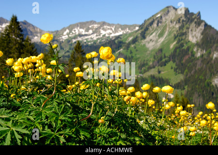 Globeflower Trollblume Europaeus Schweiz Stockfoto