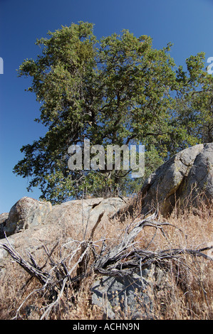 Live Oak Granitfelsen und trockenen Rasen in den Ausläufern der Sierra Nevada, Squaw Valley, zentrale Califonia USA Stockfoto