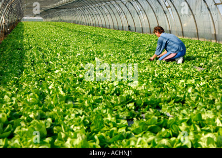 Anbau von Salat im Gewächshaus Stockfoto