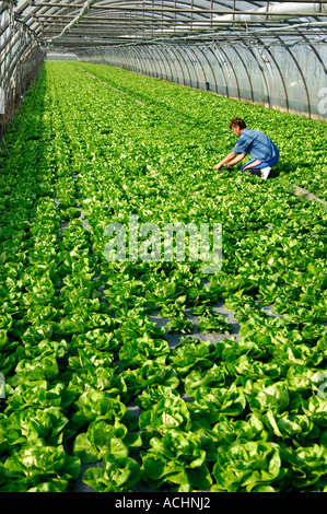 Anbau von Salat im Gewächshaus Stockfoto