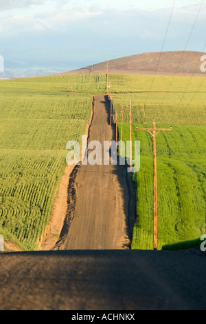 Welligen Landstraße, Weizen & Gerste, Strommasten. Stockfoto