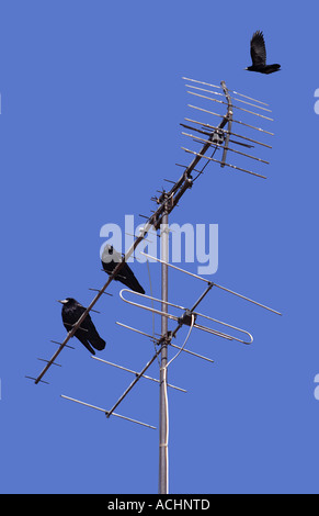 Raben auf eine Antenne und fliegenden Raben im blauen Himmel Stockfoto