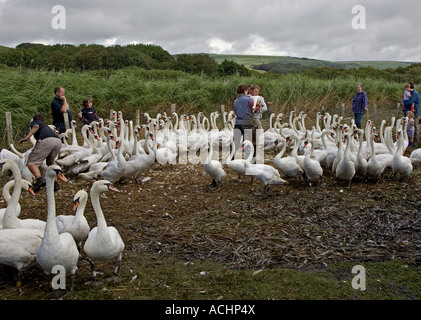 Schwan Graf Abbotsbury, Dorset, England Stockfoto