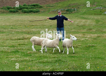 Sheepdog Trials bei Gairloch, Ross-Shire, North West Schottland Stockfoto