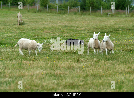 Sheepdog Trials bei Gairloch, Ross-Shire, Nord-West-Schottland, Sommer 2007 Stockfoto