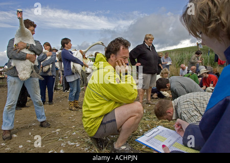 Swan Graf, Abbotsbury Stockfoto