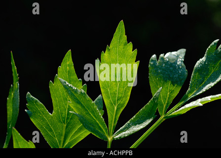 Liebstöckel Levisticum officinale Stockfoto