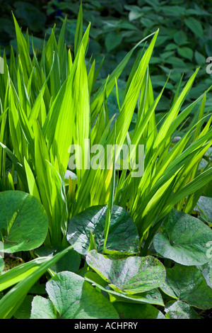 Grüne Pflanzen Bio-Garten bei Anna s Haus B B Lisbane County, Northern Ireland Stockfoto