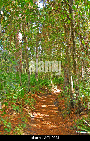 Florida Wanderweg Fireline verwendet als Pfad-track Stockfoto