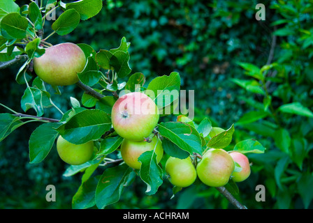 Äpfel wachsen auf einem Baum Stockfoto