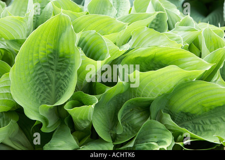 Holehird Garten Hosta Snowden Stockfoto
