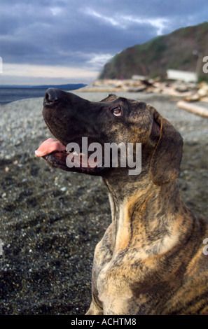 Deutsche Dogge am Strand Stockfoto