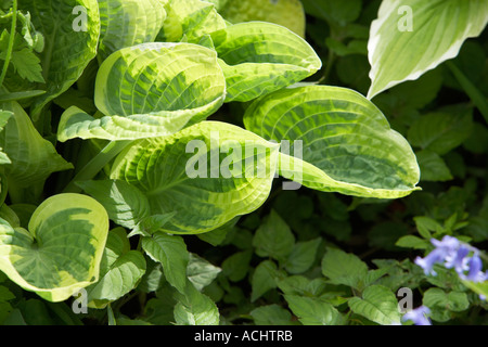 Holehird Garten Windermere Hosta breiter Krempe Stockfoto