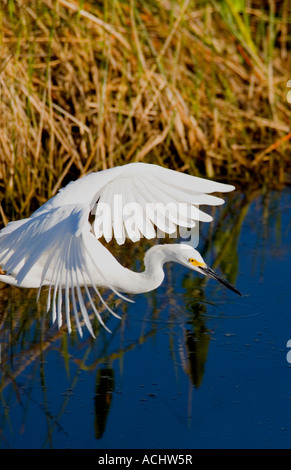 Snowy Egret Egretta thula flying over blue water Stockfoto