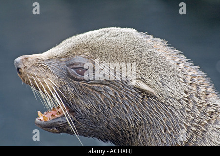 Südamerikanischer Seebär (Arctocephalus Australis) Knurren Stockfoto