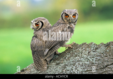 Weißen konfrontiert Zwergohreule Eule Otus Leucotis A paar weiße konfrontiert Zwergohreule Eulen auf einem Baumstamm mit Blickkontakt Stockfoto