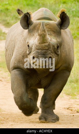 Afrikanischen Nashorn Rhino läuft