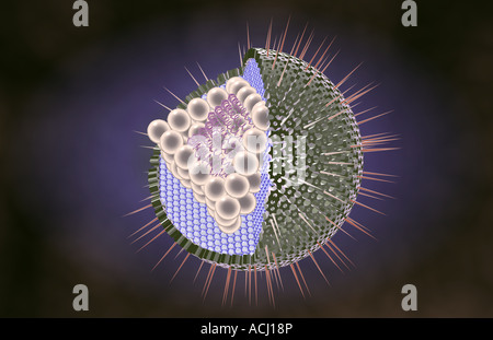 Herpes-Virus-Struktur Stockfoto