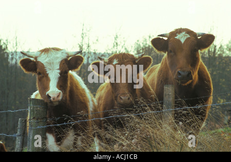 Drei junge Bullen hinter einem Zaun Nord-Rhein-Westfalen-Deutschland-Europa Stockfoto