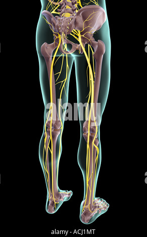 Die Nerven der unteren Körperhälfte Stockfoto
