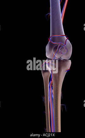 Das Blut-Versorgungsmaterial des Knies Stockfoto