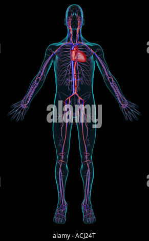 Das Gefäßsystem Stockfoto