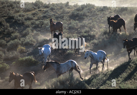 Wilde Pferde laufen in Montana USA Stockfoto