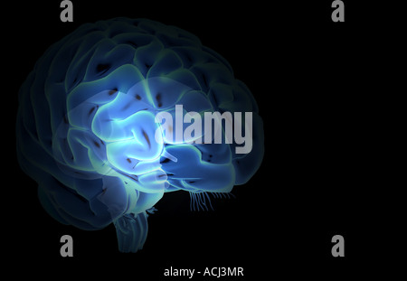Das Gehirn Stockfoto