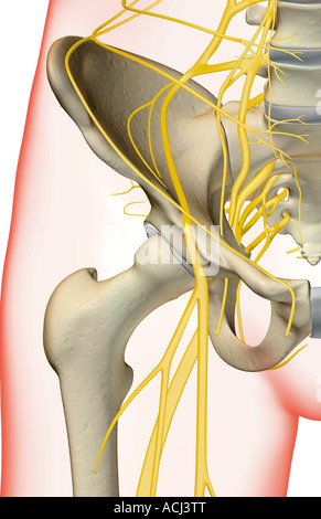 Die Nerven der Hüfte Stockfoto