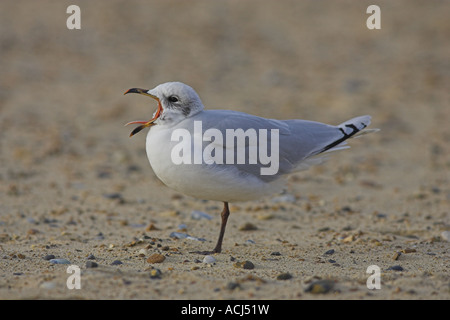 Unreife Schwarzkopfmöwe (Larus Melanocephalus), Gähnen, Norfolk, England Stockfoto