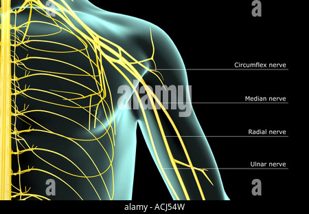 Die Nerven der Schulter Stockfoto
