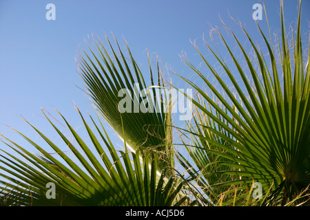 LEPORELLO förmige Palme Baum vor blauem Himmel Blätter. Stockfoto