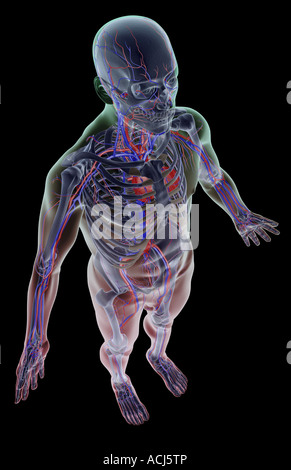 Das Gefäßsystem Stockfoto
