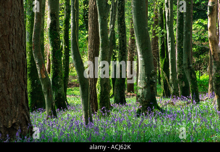 Feder bluebells Teppich buche Waldland in Killarney National Park. County Kerry, Irland. Stockfoto