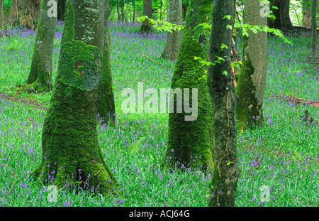 Feder bluebells und Moss-Tree trunks in einer Buche Waldland in Killarney National Park bedeckt. County Kerry, Irland. Stockfoto