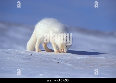 Arctic Polar fox Alopex lagopus licking snow Saint Lawrence Island Bering Sea Alaska Stockfoto