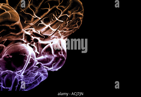 Circulus arteriosus cerebri Stockfoto