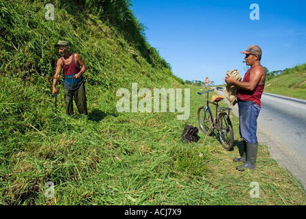 Männer hart bei der Arbeit Ausschnittgras von der Seite der Landstraße, Kuba. Stockfoto