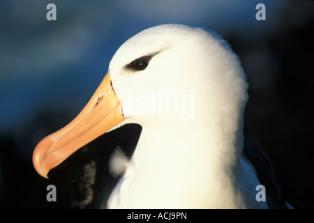 Porträt von Black-browed Albatros, Diomedea Melanophris, Saunders Island, Falkland-Inseln Stockfoto
