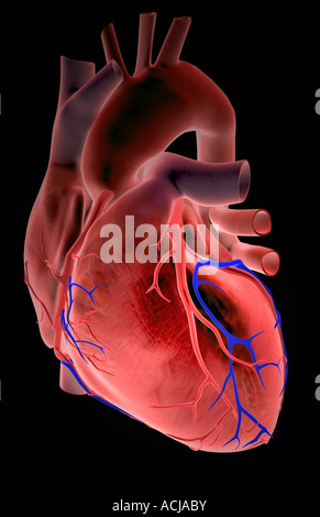 Die Herzkranzgefäße des Herzens Stockfoto
