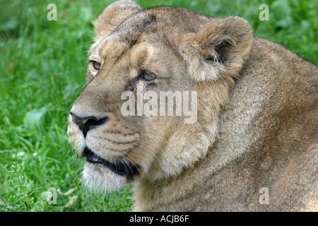 Porträt eines weiblichen asiatischen Löwen im Zoo von Chester Stockfoto