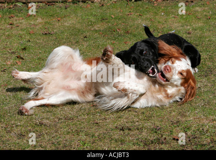 Hunde Stockfoto