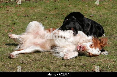 Hunde Stockfoto