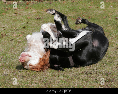 Hunde Stockfoto