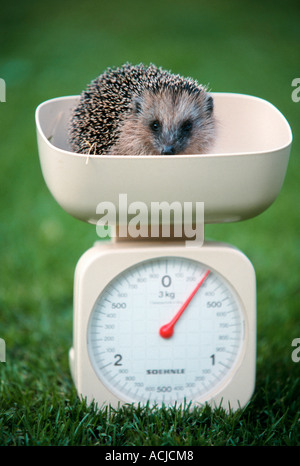 Europäische Igel Stockfoto