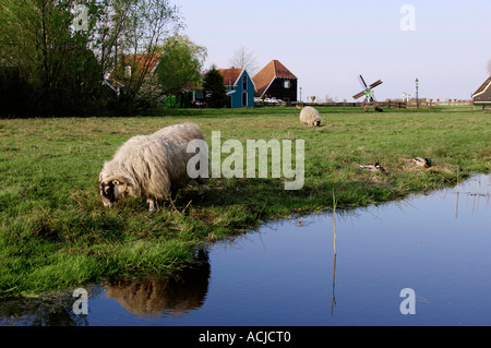 Moorland Schafe Zaanse Schans Stockfoto